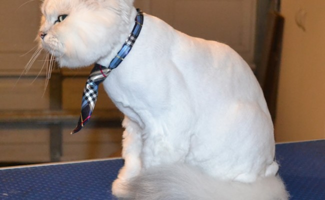 Muppet is a Chinchilla all the way down from the Mornington Peninsula. He had his fur shaved down, nails clipped, ears cleaned and a wash n blow dry. Pampered by Kylies Cat Grooming Services.