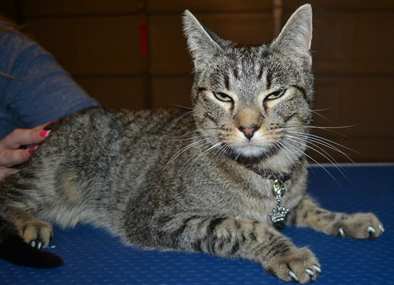 Amos is a Short Hair Tabby. He had his nails clipped, ears cleaned, a full set of Steel Grey Softpaw nail caps and he bought a little jacket from us.  Pampered by Kylies Cat Grooming Services.
