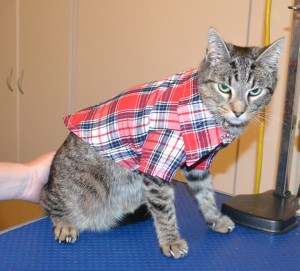 Amos is a Short Hair Tabby. He had his nails clipped, ears cleaned, a full set of Steel Grey Softpaw nail caps and he bought a little jacket from us. Pampered by Kylies Cat Grooming Services.