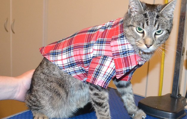 Amos is a Short Hair Tabby. He had his nails clipped, ears cleaned, a full set of Steel Grey Softpaw nail caps and he bought a little jacket from us.  Pampered by Kylies Cat Grooming Services.