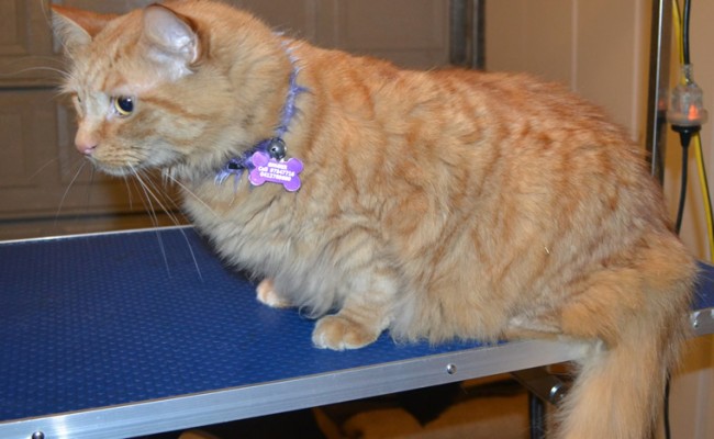 Ginger is a medium hair Domestic. He had his fur shaved down, nails clipped and ears cleaned.  Pampered by Kylies Cat Grooming Services.
