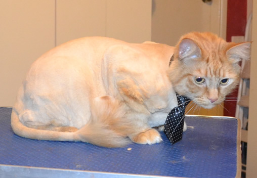 Ginger is a medium hair Domestic. He had his fur shaved down, nails clipped and ears cleaned.  Pampered by Kylies Cat Grooming Services.
