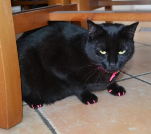 Ninja is a Short hair Domestic. She had her nails clipped and a full set of Hot Pink Softpaw nail caps. Watch out! This cat will kill... Pampered by Kylies Cat Grooming Services.
