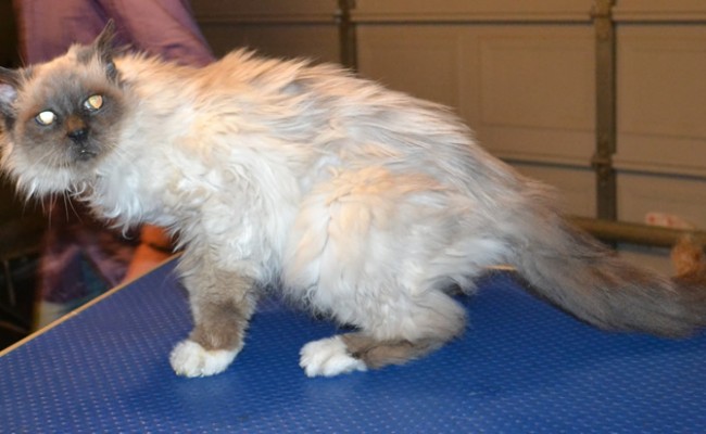 Zippy the 21 yr old Burman. He had his matted fur shaved off, nails clipped and ears cleaned. — at Kylies Cat Grooming Services.