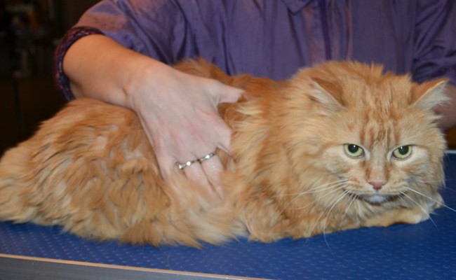 Cooper the Medium Hair Devil Cat now with her before and after shot. She had her fur shaved down, nails clipped, ears cleaned and a wash n blowdry. — at Kylies Cat Grooming Services.