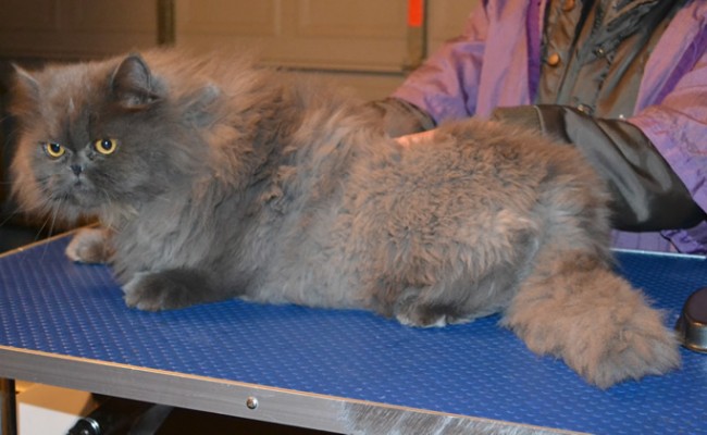 Asher is a Persian. He had his matted fur shaved off, nails clipped and ears and eyes cleaned. — at Kylies Cat Grooming Services.