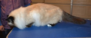 Tinkerbell is a Burman. She had her fur shaved down, nails clipped and ears cleaned. — at Kylies Cat Grooming Services.