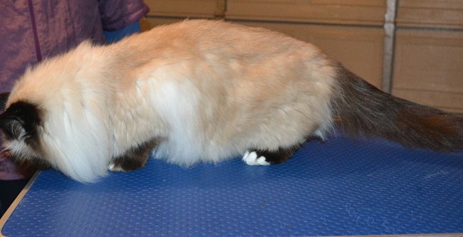 Tinkerbell is a Burman. She had her fur shaved down, nails clipped and ears cleaned. — at Kylies Cat Grooming Services.