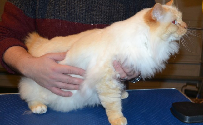 Charlie is a Birman x Ragdoll. He had his matted fur shaved of, nails clipped and ears cleaned. — at Kylies Cat Grooming Services.