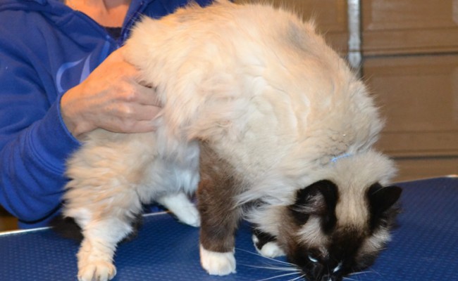 Simba is a Ragdoll. He had his matted fur shaved, nails clipped and ears and eyes cleaned. — at Kylies Cat Grooming Services.
