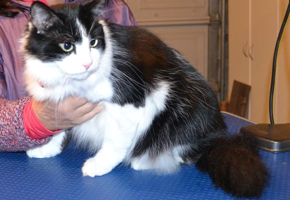 Zac is a Long Hair Domestic. he had his fur shaved off, nails clipped, ears cleaned, a wash n blow dry and Purple Softpaw nail caps put on. — at Kylies Cat Grooming Services.