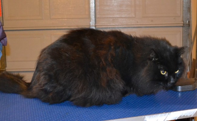 Mylo is a Long Hair Domestic. He had his matted fur shaved off, nails clipped, ears cleaned and a wash n blow dry. — at Kylies Cat Grooming Services.