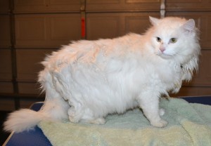 Bacardi is a Ragdoll x. He had his matted fur shaved off, nails clipped, ears cleaned and a wash n blow dry. — at Kylies Cat Grooming Services.
