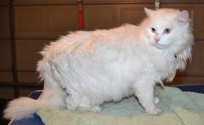 Bacardi is a Ragdoll x. He had his matted fur shaved off, nails clipped, ears cleaned and a wash n blow dry. — at Kylies Cat Grooming Services.
