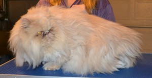 Cleo is a Persian. She had her matted fur shaved off, nails clipped, ears and eyes cleaned and a wash n blow dry. — at Kylies Cat Grooming Services.