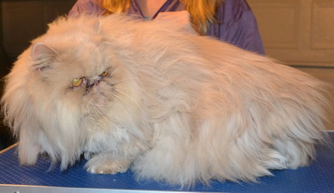 Cleo is a Persian. She had her matted fur shaved off, nails clipped, ears and eyes cleaned and a wash n blow dry. — at Kylies Cat Grooming Services.
