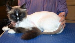 Simba is a Ragdoll. He had his matted fur shaved, nails clipped and ears and eyes cleaned. — at Kylies Cat Grooming Services.