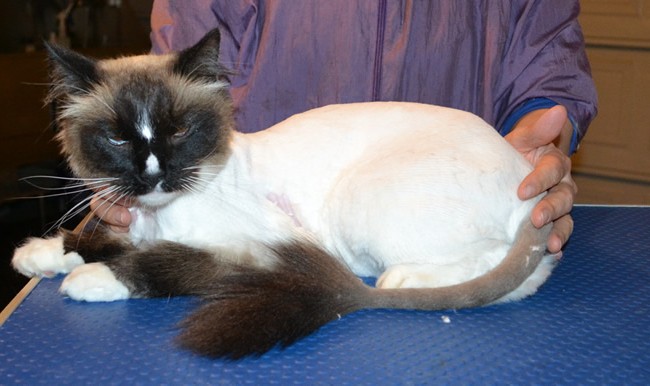 Simba is a Ragdoll. He had his matted fur shaved, nails clipped and ears and eyes cleaned. — at Kylies Cat Grooming Services.