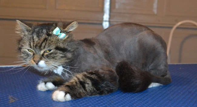Berryflower is a Long Hair Tabby. She had her matted fur shaved off, nails clipped and her ears cleaned. — at Kylies Cat Grooming Services.