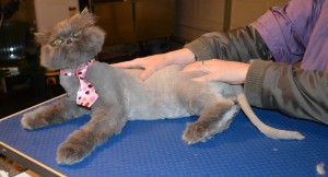 Asher is a Persian. He had his matted fur shaved off, nails clipped and ears and eyes cleaned. — at Kylies Cat Grooming Services.