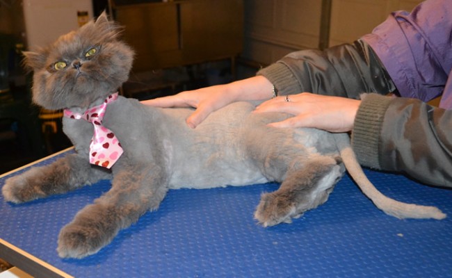 Asher is a Persian. He had his matted fur shaved off, nails clipped and ears and eyes cleaned. — at Kylies Cat Grooming Services.