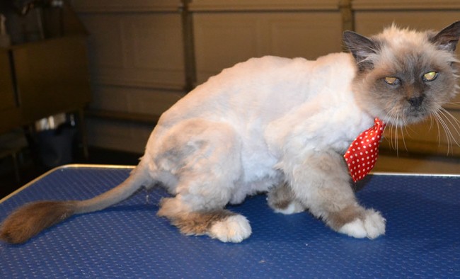 Zippy the 21 yr old Burman. He had his matted fur shaved off, nails clipped and ears cleaned. — at Kylies Cat Grooming Services.