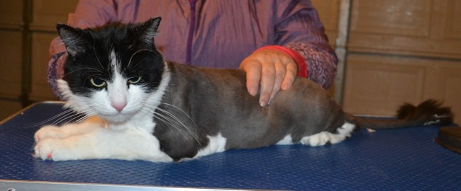 Zac is a Long Hair Domestic. he had his fur shaved off, nails clipped, ears cleaned, a wash n blow dry and Purple Softpaw nail caps put on. — at Kylies Cat Grooming Services.