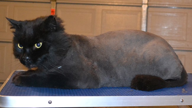 Mylo is a Long Hair Domestic. He had his matted fur shaved off, nails clipped, ears cleaned and a wash n blow dry. — at Kylies Cat Grooming Services.