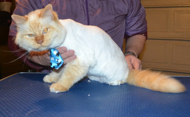 Charlie is a Birman x Ragdoll. He had his matted fur shaved of, nails clipped and ears cleaned. — at Kylies Cat Grooming Services.