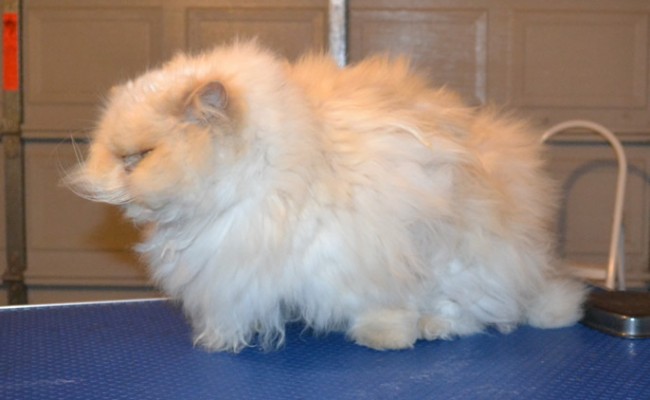 Binx is a Himalayan. he had his matted fur shaved off, nails clipped, ears and eye s cleaned and a wash n blow dry. — at Kylies Cat Grooming Services.