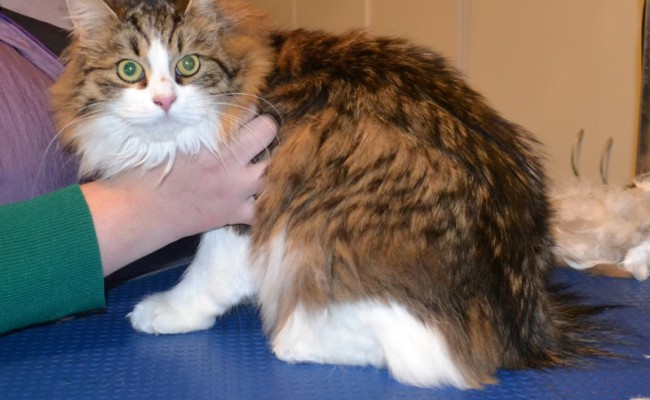 Sputnik is a Siberian. She had a comb clip, nails clipped and her ears cleaned and a wash n blow dry. — at Kylies Cat Grooming Services.