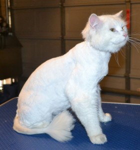 Bacardi is a Ragdoll x. He had his matted fur shaved off, nails clipped, ears cleaned and a wash n blow dry. — at Kylies Cat Grooming Services.