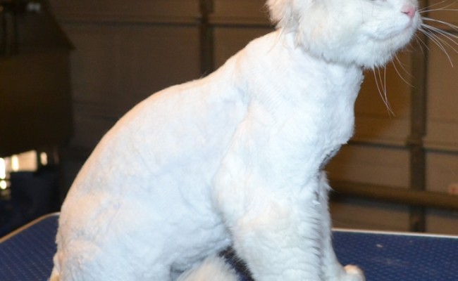 Bacardi is a Ragdoll x. He had his matted fur shaved off, nails clipped, ears cleaned and a wash n blow dry. — at Kylies Cat Grooming Services.