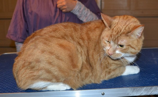 Ginger is a Short hair Domestic. She had her fur shaved down, nails clipped, ears cleaned and wash n blow dry. — at Kylies Cat Grooming Services.