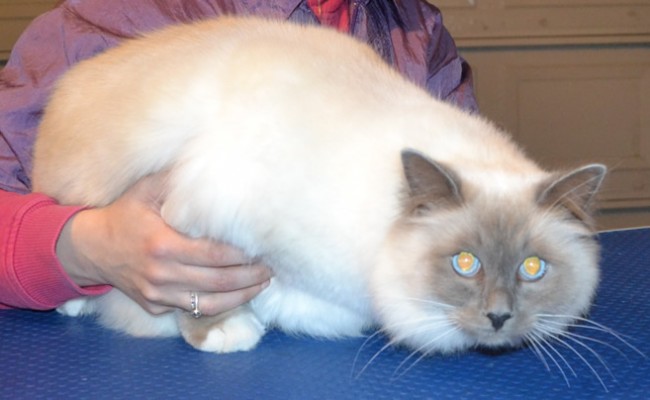 George is a Ragdoll. He had his fur shaved down, nails clipped, ears cleaned and a full set of Blue Softpaw nail caps. — at Kylies Cat Grooming Services.