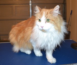 Kitty is a Long Hair Domestic. She had her matted fur shaved off, nails clipped and ears cleaned. — at Kylies Cat Grooming Services.