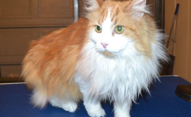 Kitty is a Long Hair Domestic. She had her matted fur shaved off, nails clipped and ears cleaned. — at Kylies Cat Grooming Services.