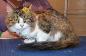 Sputnik is a Siberian. She had a comb clip, nails clipped and her ears cleaned and a wash n blow dry. — at Kylies Cat Grooming Services.