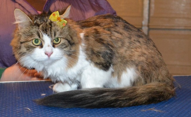 Sputnik is a Siberian. She had a comb clip, nails clipped and her ears cleaned and a wash n blow dry. — at Kylies Cat Grooming Services.