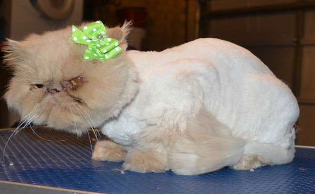 Cleo is a Persian. She had her matted fur shaved off, nails clipped, ears and eyes cleaned and a wash n blow dry. — at Kylies Cat Grooming Services.