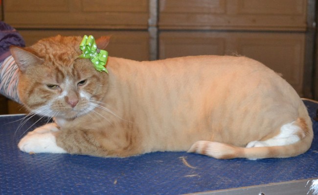 Ginger is a Short hair Domestic. She had her fur shaved down, nails clipped, ears cleaned and wash n blow dry. — at Kylies Cat Grooming Services.