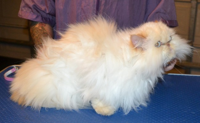 Disco is a Himalayan. She had her matted fur shaved off, nails clipped and ears and eyes cleaned. — at Kylies Cat Grooming Services.