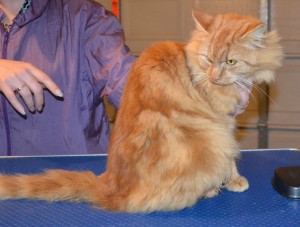 Savannah is a Medium Hair Domestic. She had her nails clipped, ears cleaned, her fur shaved down and a wash n blow dry. — at Kylies Cat Grooming Services.