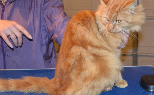 Savannah is a Medium Hair Domestic. She had her nails clipped, ears cleaned, her fur shaved down and a wash n blow dry. — at Kylies Cat Grooming Services.