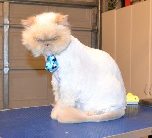 Binx is a Himalayan. he had his matted fur shaved off, nails clipped, ears and eye s cleaned and a wash n blow dry. — at Kylies Cat Grooming Services.