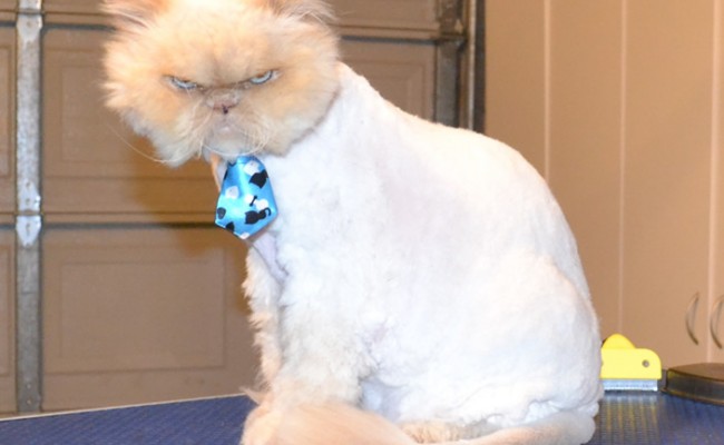 Binx is a Himalayan. he had his matted fur shaved off, nails clipped, ears and eye s cleaned and a wash n blow dry. — at Kylies Cat Grooming Services.