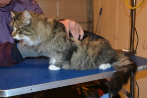 Lady is a Long hair Tabby. She had her matted fur shaved off, nails clipped and ears cleaned. — at Kylies Cat Grooming Services.