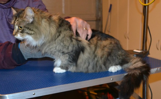 Lady is a Long hair Tabby. She had her matted fur shaved off, nails clipped and ears cleaned. — at Kylies Cat Grooming Services.