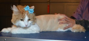 Kitty is a Long Hair Domestic. She had her matted fur shaved off, nails clipped and ears cleaned. — at Kylies Cat Grooming Services.