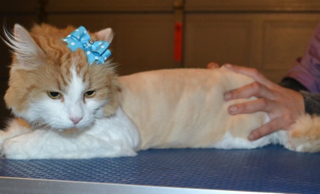 Kitty is a Long Hair Domestic. She had her matted fur shaved off, nails clipped and ears cleaned. — at Kylies Cat Grooming Services.